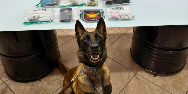 Cadela ajuda PM a prender suspeito e localizar drogas, arma e dinheiro em Valadares