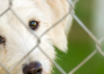 Feira de Adoção de Pets encerra o ano neste sábado no Mercado Municipal, em Valadares