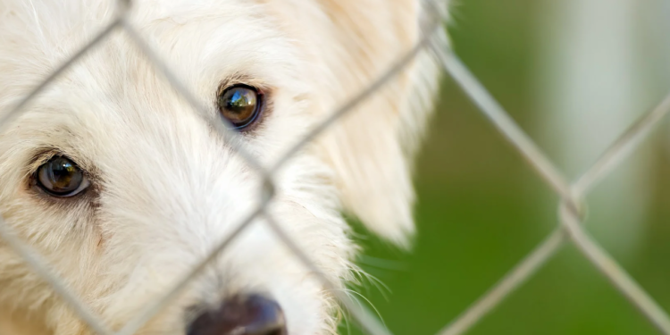 Feira de Adoção de Pets encerra o ano neste sábado no Mercado Municipal, em Valadares