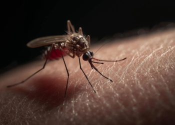 Valadares entra em alerta: LIRAa aponta risco elevado de epidemia de dengue