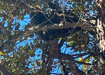 Enxame de abelhas preocupa moradores no bairro Carapina, em Valadares