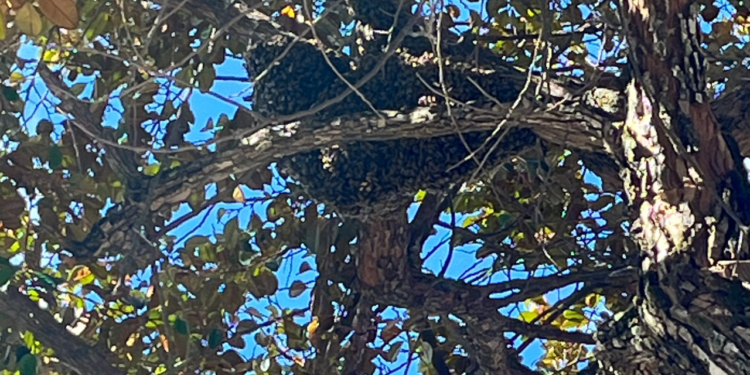 Enxame de abelhas preocupa moradores no bairro Carapina, em Valadares