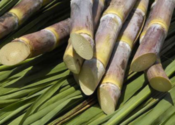 Lavrador é encontrado morto em canavial na zona rural de Divino das Laranjeiras