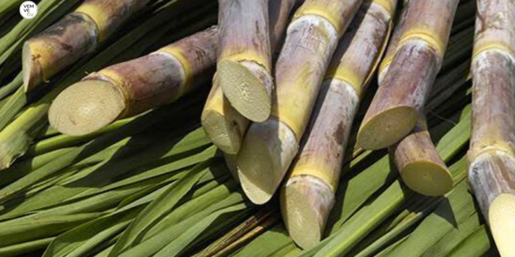 Lavrador é encontrado morto em canavial na zona rural de Divino das Laranjeiras