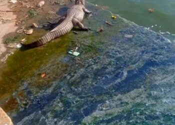 Bombeiros tentam resgatar Jacaré em Lagoa de Valadares