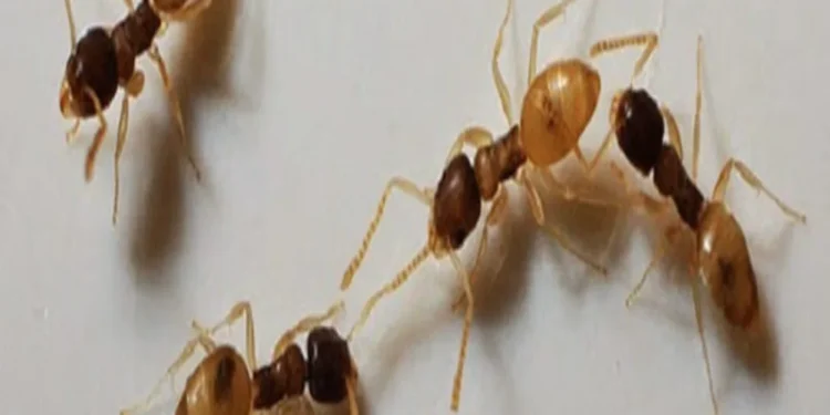 Como espantar as formigas.