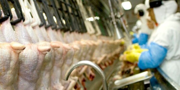 Duas suspeitas de aviária em MG​ 