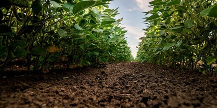 Crédito rural cai 5% em MG​ 