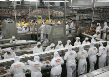 Investimentos em granjas na Zona da Mata​ 