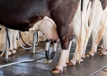 Preço do leite cai em Minas