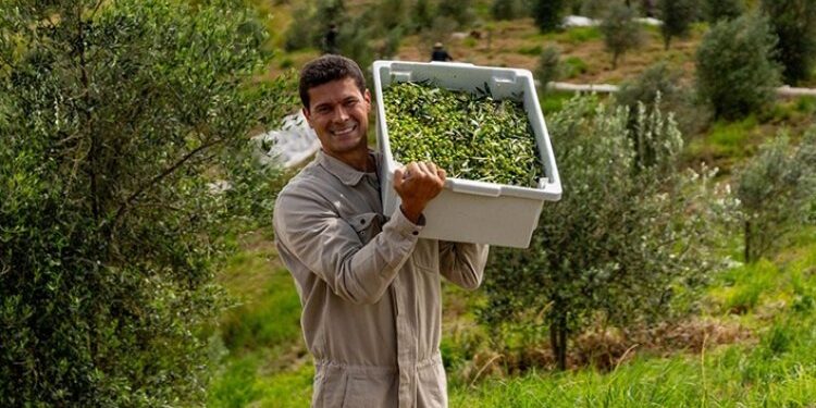 Azeite mineiro é 3º melhor do mundo