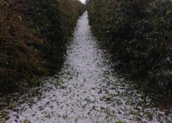 Sistema Faemg Senar orienta produtores afetados por granizo