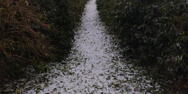 Sistema Faemg Senar orienta produtores afetados por granizo