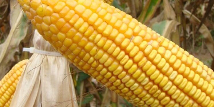 Triângulo se destaca na produção de milho