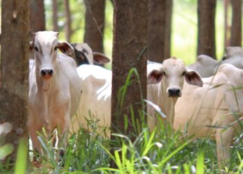 Sistema Faemg Senar lança Informativo de Pecuária de Corte