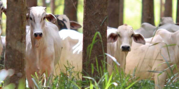 Sistema Faemg Senar lança Informativo de Pecuária de Corte