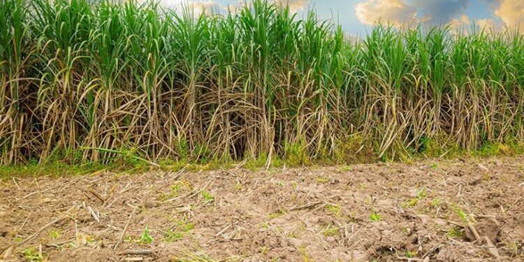 Valor da produção agrícola cresce em Minas