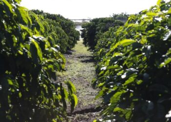 Triângulo entre os maiores produtores