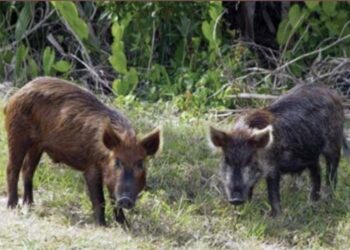 Lei autoriza controle populacional do javali&europeu