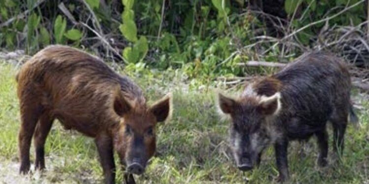 Lei autoriza controle populacional do javali&europeu