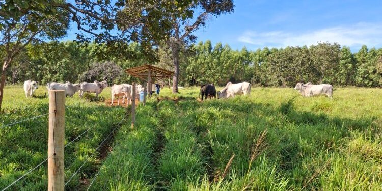Forrageiras mostram alto desempenho no semiárido
