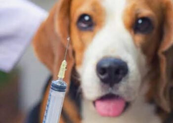 Valadares terá Dia D de vacinação antirrábica