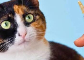 Confira os 63 pontos de vacinação antirrábica em Valadares&nbsp;neste sábado ( 14/09 )