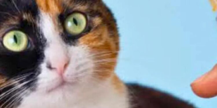 Confira os 63 pontos de vacinação antirrábica em Valadares&nbsp;neste sábado ( 14/09 )