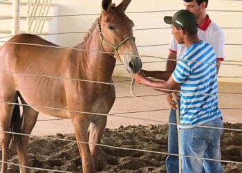 Sistema Faemg Senar oferece capacitações gratuitas a partir desta segunda ( 23/09 )