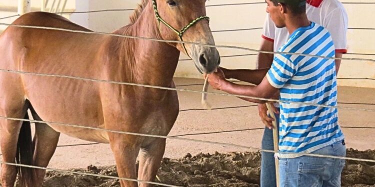 Sistema Faemg Senar oferece capacitações gratuitas a partir desta segunda ( 23/09 )