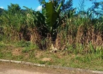 Criança de um mês é jogada em barranco de 10 metros pelo pai