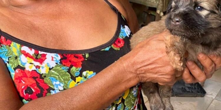 Filhotes de Chow-chow ficam presos em cano; bombeiros resgatam um com vida, em Valadares