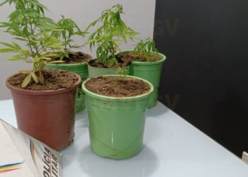 Bombeiros são chamados para combater incêndio, mas encontram pés de maconha em apartamento na Ilha, em Valadares
