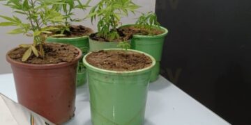 Bombeiros são chamados para combater incêndio, mas encontram pés de maconha em apartamento na Ilha, em Valadares