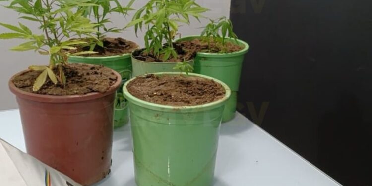 Bombeiros são chamados para combater incêndio, mas encontram pés de maconha em apartamento na Ilha, em Valadares