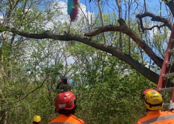 Piloto de paraglider fica preso em árvore em Valadares