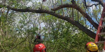 Piloto de paraglider fica preso em árvore em Valadares