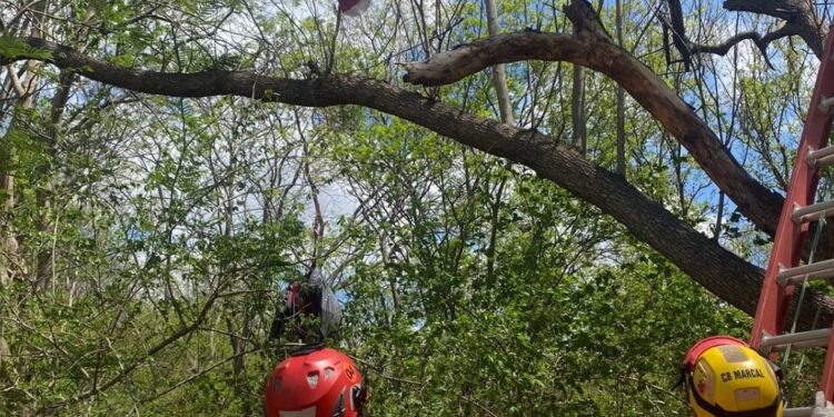 Piloto de paraglider fica preso em árvore em Valadares