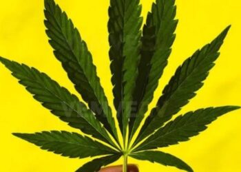 STF forma maioria para descriminalizar o porte de maconha para consumo