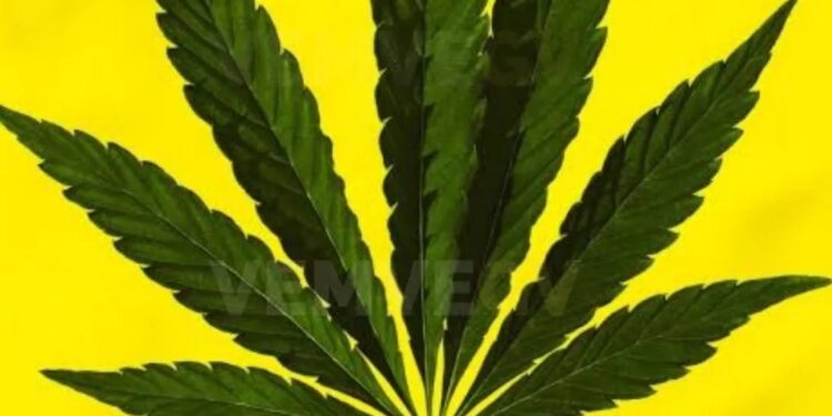 STF forma maioria para descriminalizar o porte de maconha para consumo