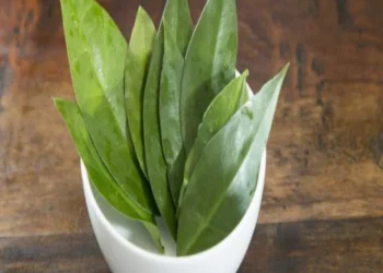 Ora-pro-nóbis: 10 benefícios da planta poderosa.