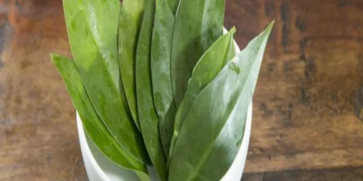 Ora-pro-nóbis: 10 benefícios da planta poderosa.