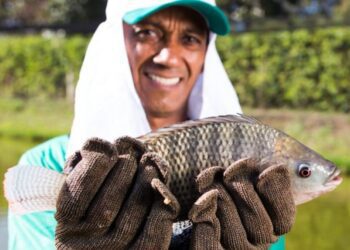 Piscicultura mineira preparada para a Semana Santa