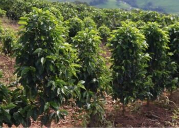 Saca de café mineiro alcança R$ 90 mil