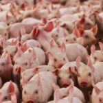 Suinocultura mineira enfrenta prejuízos