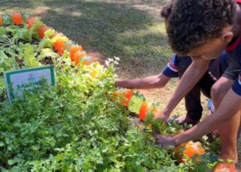 Agro na Escola une educação e prática no campo em Belo Oriente