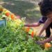 Agro na Escola une educação e prática no campo em Belo Oriente